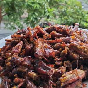 Rofindah belalang goreng