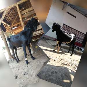 jual kambing