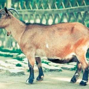 Jainul