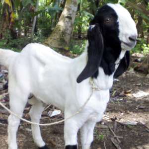Wanoto