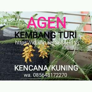 AGEN KEMBANG TURI KENCANA KUNING