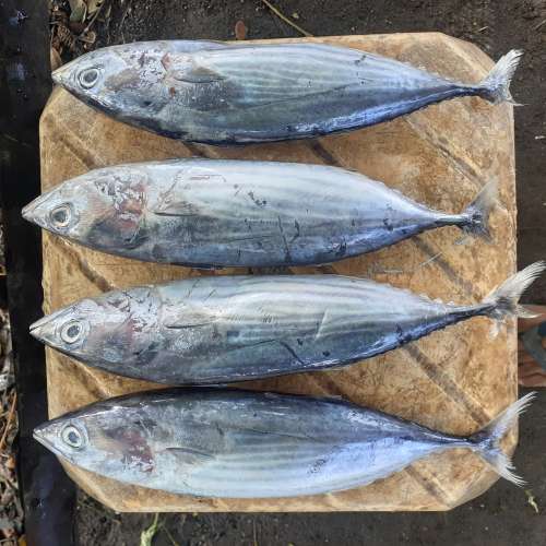 Cakalang segar
