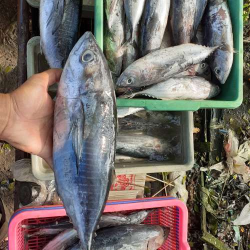tuna segar