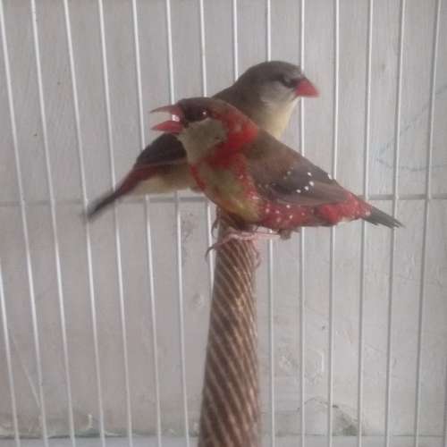 Burung Finch Hias