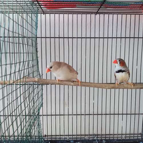 ZEBRA FINCH