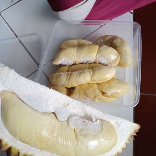 Durian lokal asli trawas