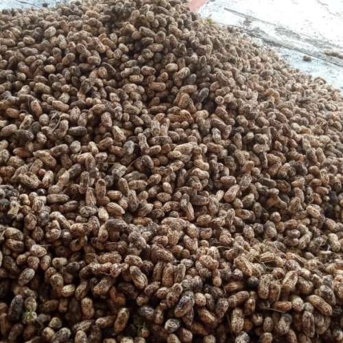 Kacang tanah