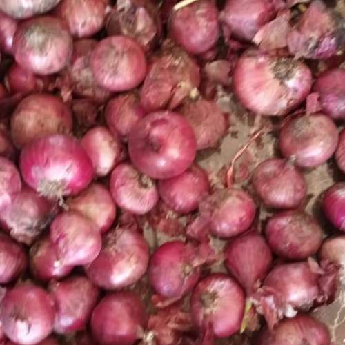 Bawang merah