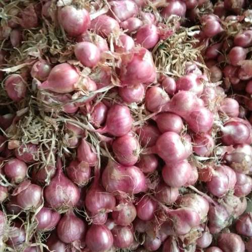 Bawang merah