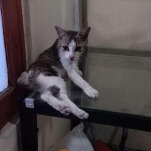 2 Meja kaca rangka besi