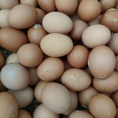telor ayam