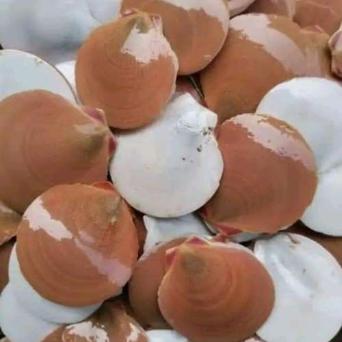 Kerang simping