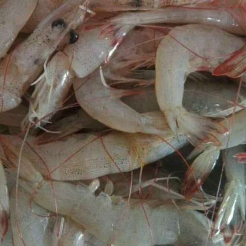 Udang