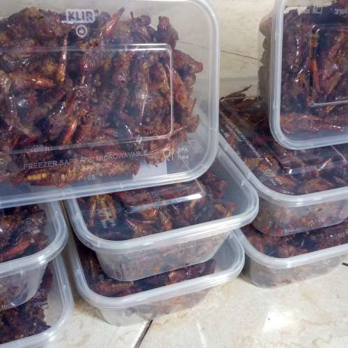 Belalang goreng kremessss