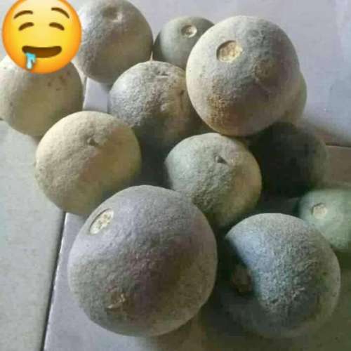 BUAH KINCO/KAWISTA