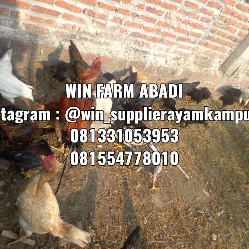 Ayam kampung