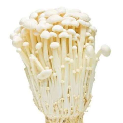 Jamur ENOKI