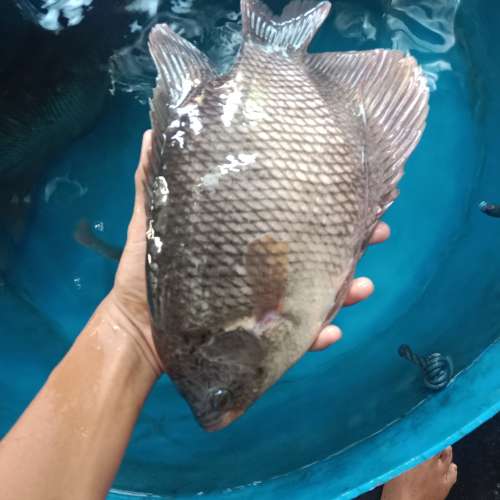 Ikan Gurame