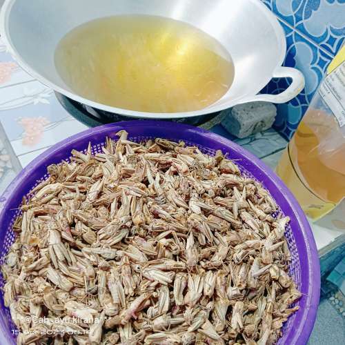 Belalang pari