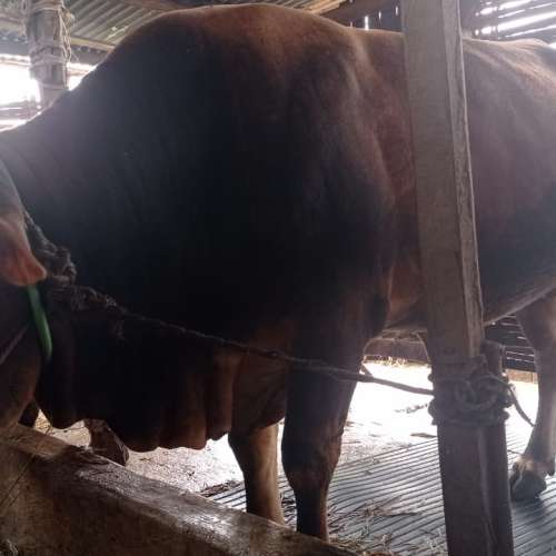 Sapi