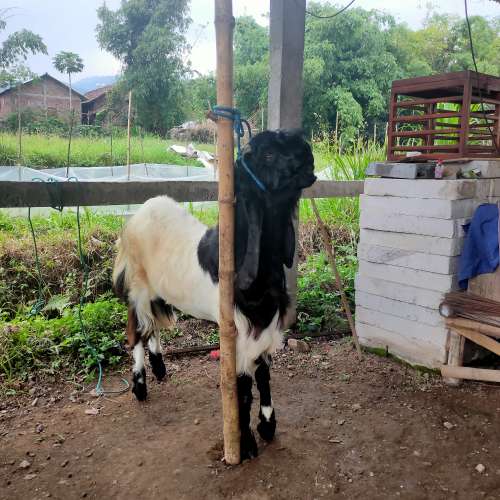 Kambing