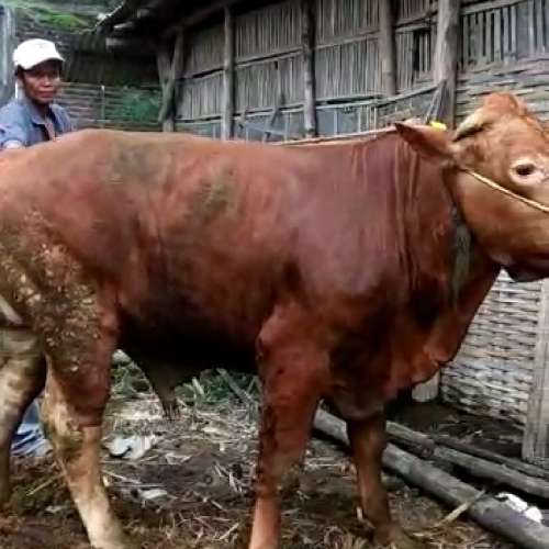 Sapi Limosin