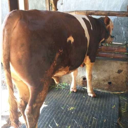 Sapi