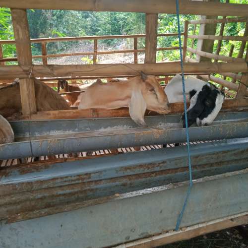 Kambing