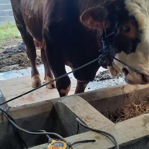 Sapi
