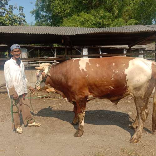 Sapi