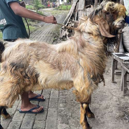 Kambing