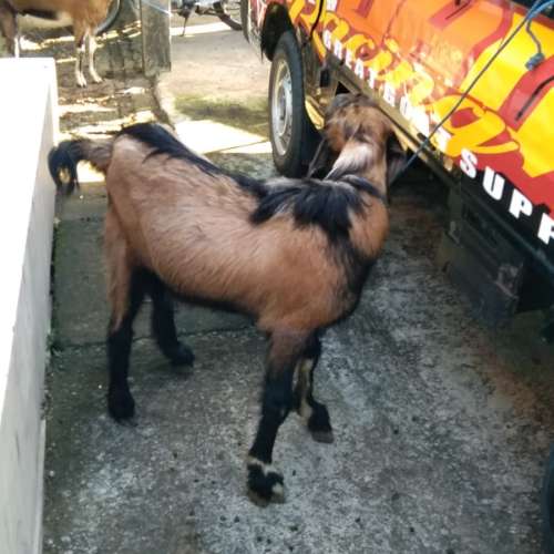 Kambing