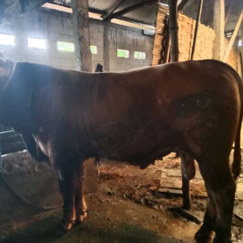 Sapi