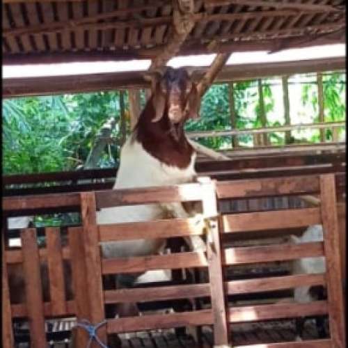 Kambing