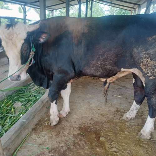 Sapi