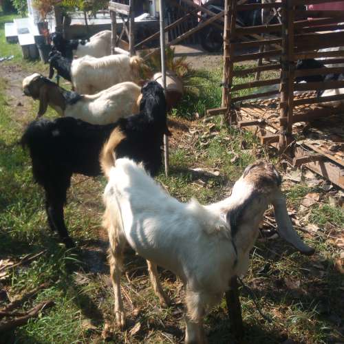 Kambing