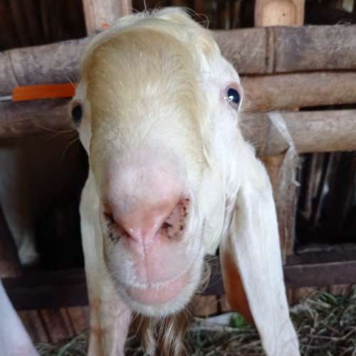 Kambing