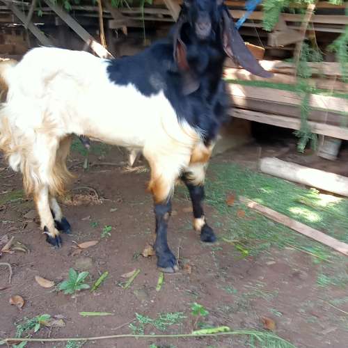 Kambing