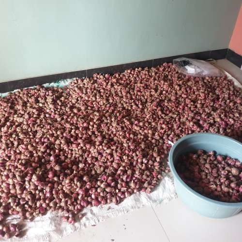 Bawang Merah Super