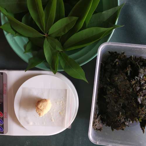 ABW Herbalife untuk kanker,tumor, hernia