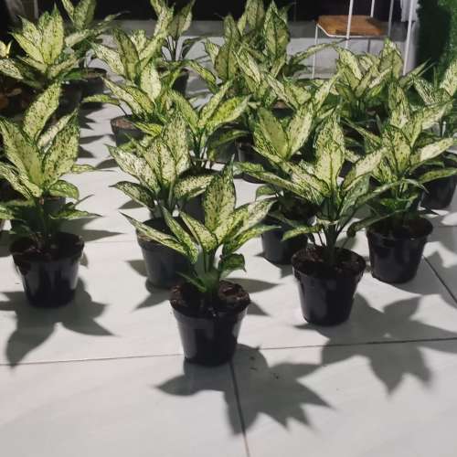 Aglonema snow white