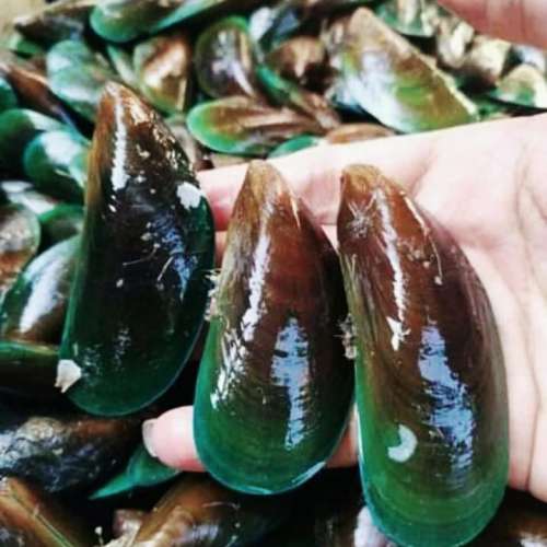 Kerang hijau