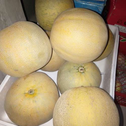 Melon