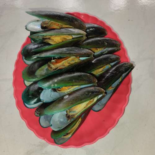 Kerang Ijo