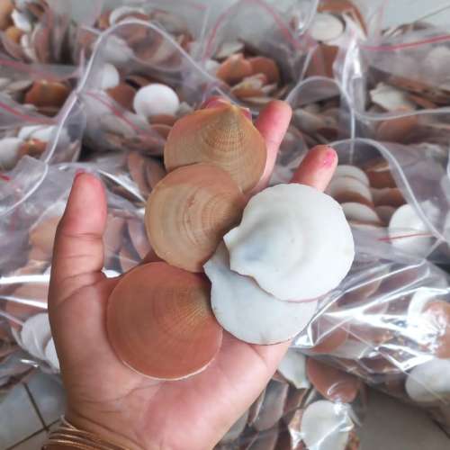 Kerang simping