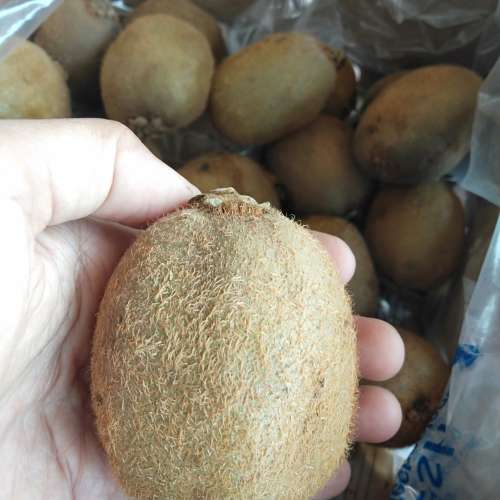 Kiwi hijau