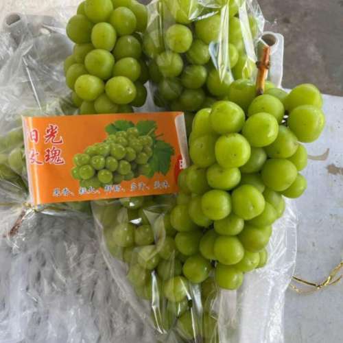 Anggur Muscat