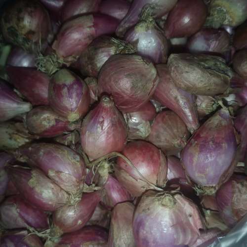 Bawang merang