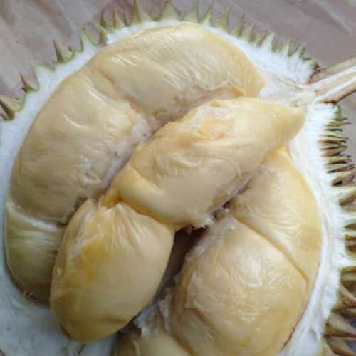 DURIAN TRAWAS