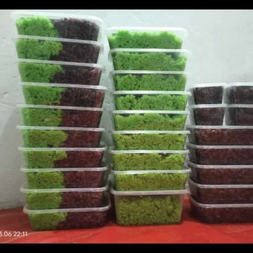 Tape ketan